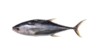 Albacore