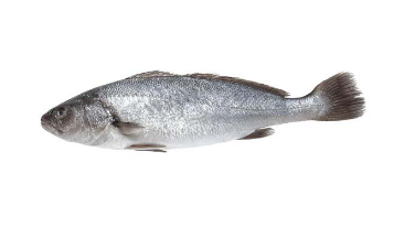 Common Croaker