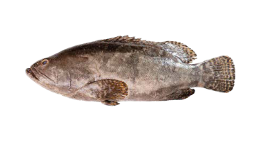 Demersal Fish