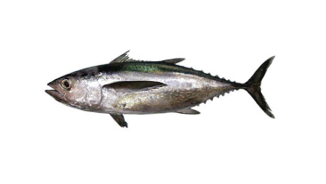 Longtail Tuna