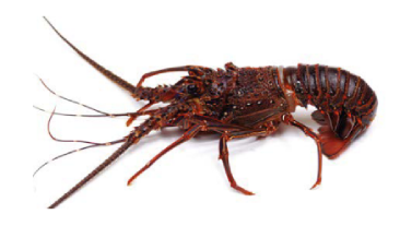 Lobster