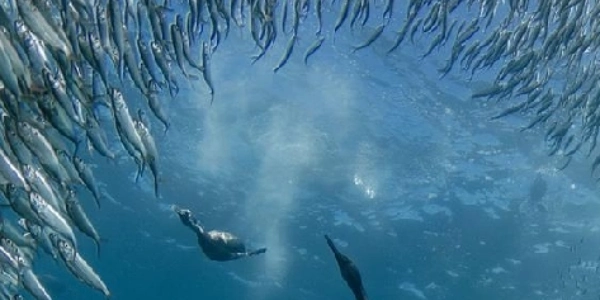 Protecting Marine Resources