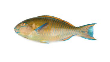 Parrot fish