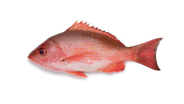 Red Snapper