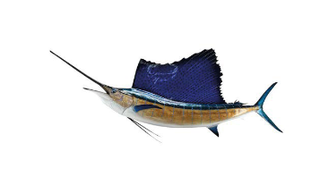 Sailfish