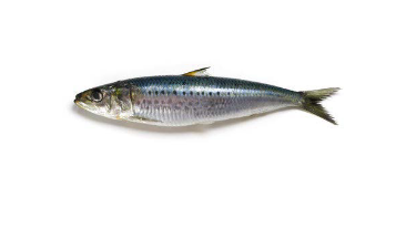 Sardines