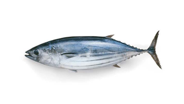 Skipjack Tuna