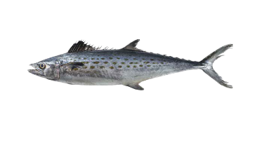 Spanish Mackerel