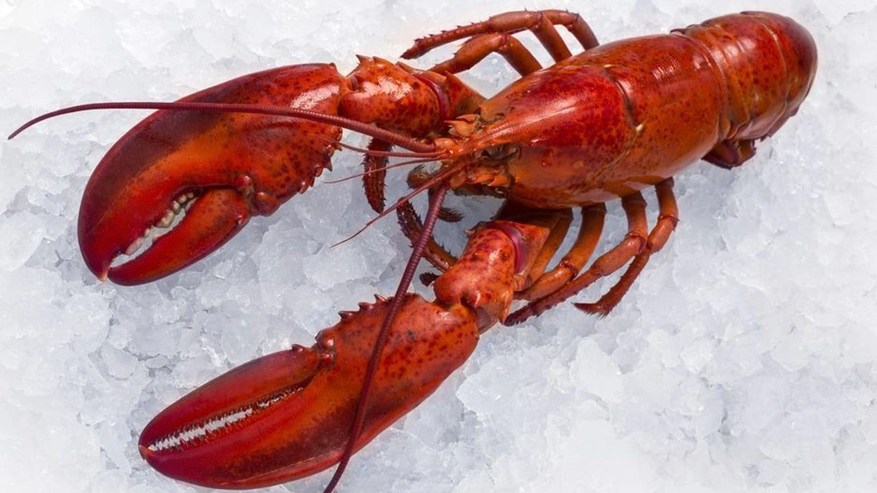 Cold Chain & Logistics